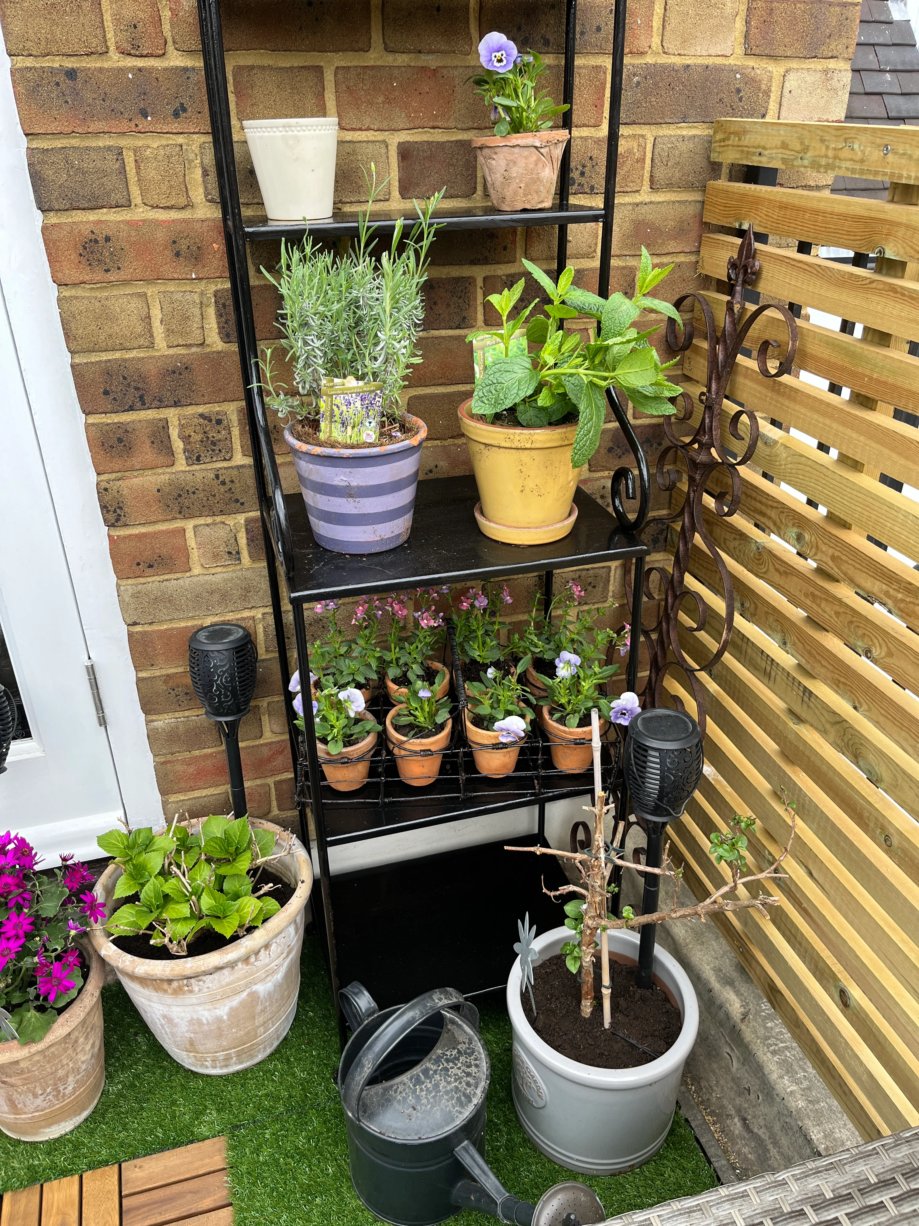 shelf with plants